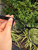 Used Gucci Glasses 60067-S000827332 View 7