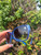 Used Marc Jacobs blue Sunglasses 60067-S000827343 View 5