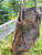 Used Patricia Nash Xlarge Leather Handbag 60084-S000943346 View 3