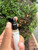 Used The 7 Virtues Travel Size Perfume 60067-S000827981 View 3