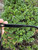 Used Gucci Sunglasses 60067-S000828127 View 4