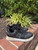 Used coach Casual Shoes 7.5 60067-S000828323 View 3