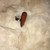 Used kendra scott  JEWELRY   View 3