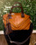 Used isabella fiore  HANDBAGS   View 1