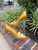 Used Gucci x Adidas Heels 9 60067-S000829011 View 1