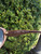 Used Dolce & Gabbana Sunglasses 60067-S000829537 View 4