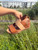 Used Sorel Wedge Sandals 7.5 60084-S000948470 View 2