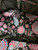 Used Vera Bradley Xlarge Handbag 60069-S000792887 View 4