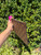 Used Louis Vuitton Wristlet 60067-S000830538 View 3