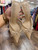 Used Gianni Bini Low Heels 7.5 60085-S000377415 View 2