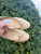 Used Salvatore Ferragamo flats 8 60067-S000833444 View 5