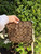 Used coach small Handbag 60067-S000833794 View 4