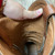 Used Lucchese Mens Boots 9 60004-S000681495 View 10