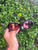 Used Miu Miu Sunglasses 60067-S000834231 View 1