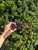 Used Burberry Sunglasses 60067-S000834951 View 3