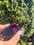 Used miumiu Sunglasses 60067-S000835048 View 7