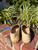 Used chanel Flats 7 60067-S000836197 View 3