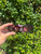 Used Miu Miu Sunglasses 60067-S000836783 View 1