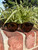 Chimi Sunglasses 60067-S000839117 View 1