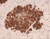 IHC-Tek DAB Peroxidase Substrate Kit - 120 ml