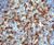 IHC-Tek Mayer's Hematoxylin Solution, Ready To Use, 250 ml