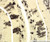 FD Rapid GolgiStain™ Kit (Small)