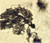 FD Rapid GolgiStain™ Kit (Small)