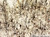 FD Rapid GolgiStain™ Kit (Small)