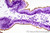 FD Cresyl Violet Solution