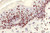 IHC-Tek HRP Anti-Rabbit IgG Polymer Detection Kit - 10 ml Ready to Use