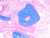 NovaUltra Alcian Blue Stain Kit