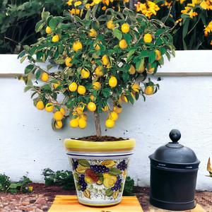 Italian Ceramic Planter - Toscana Round Tuscan Planter Limoniera "Frutta Design