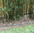 Rhizome / Bamboo Barrier 80 mil Thickness Rhizome / Bamboo Barrier 80 mil Thickness