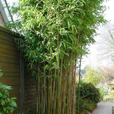 Temple Bamboo