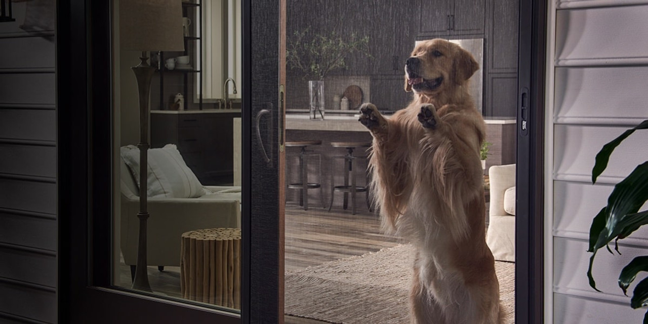 A dog at a sliding screen door in a home