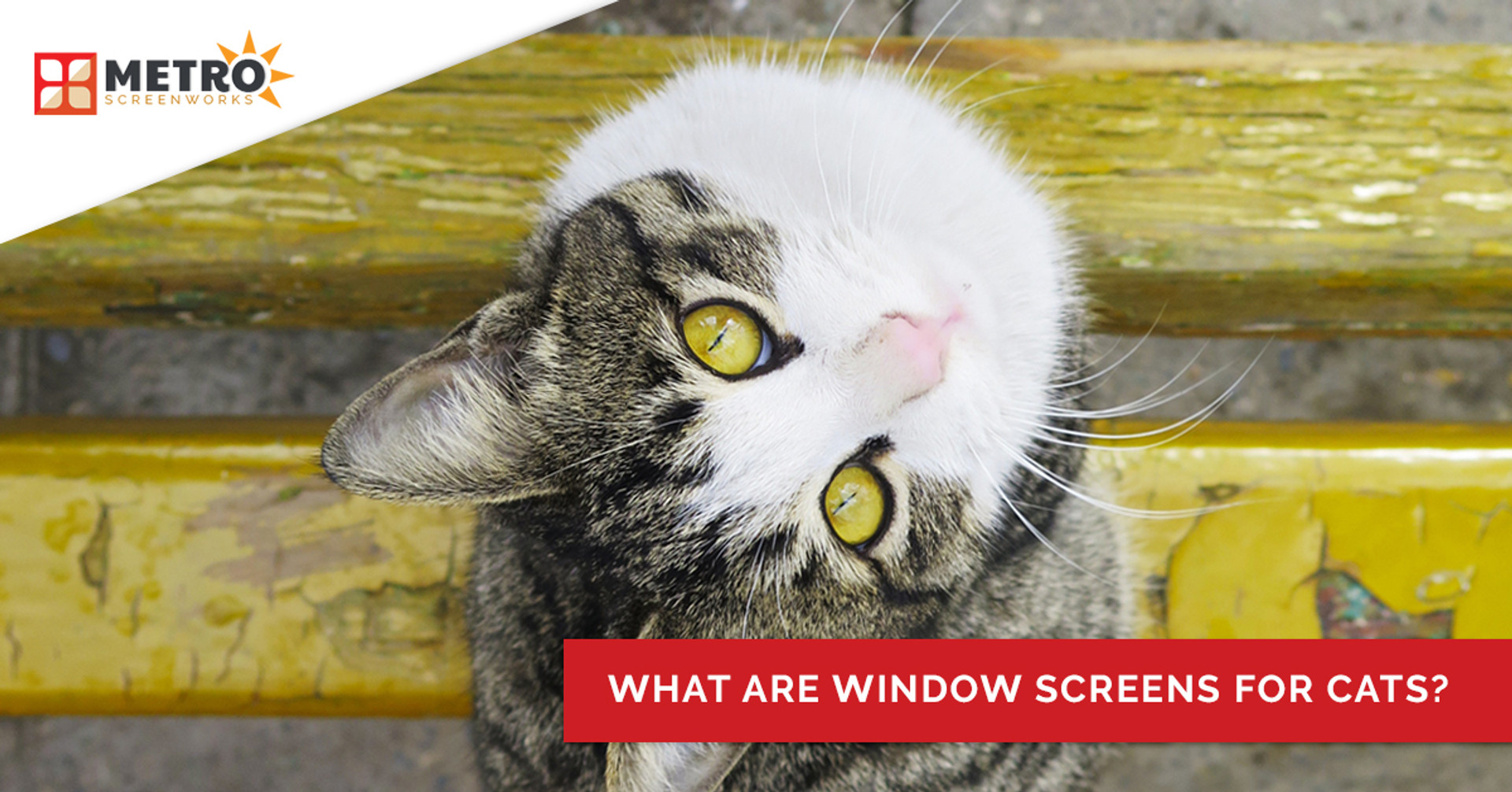 What Are Window Screens for Cats? METRO SCREENWORKS