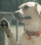 PetProof Screen For Pet Safety Shop Now