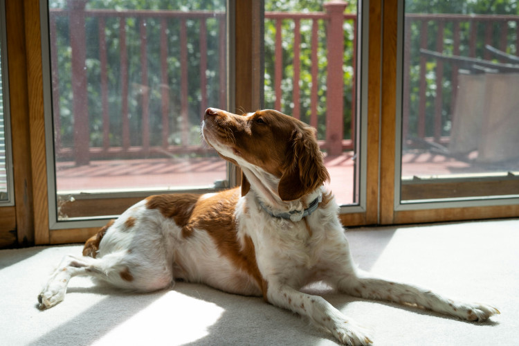 Pet Screens & Pet Doors: The Best Options for Your Home