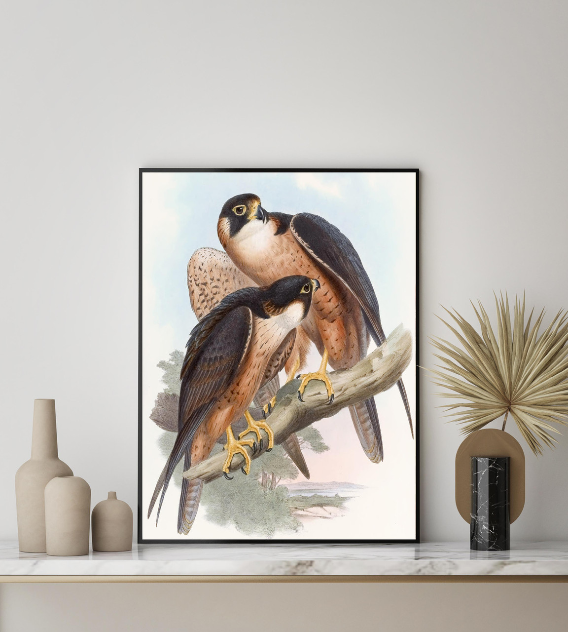 Shaheen Falcon (1850-1883) John Gould Birds Of Prey Portrait Art