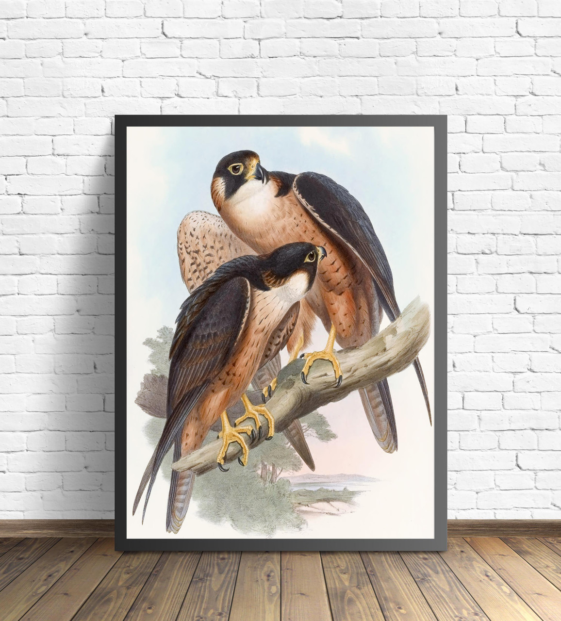Shaheen Falcon (1850-1883) John Gould Birds Of Prey Portrait Art