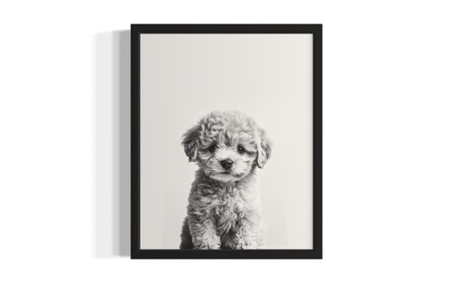 Poodle White wall art poster print