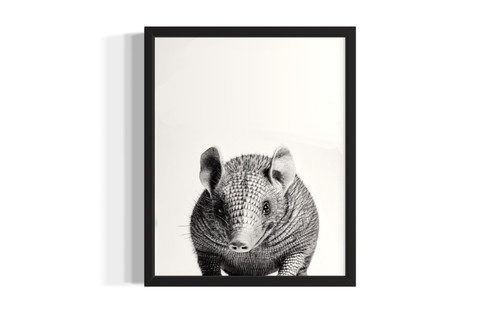 Armadillo wall art poster print