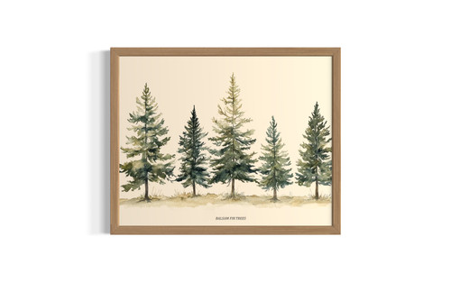 Balsam Fir wall art poster print