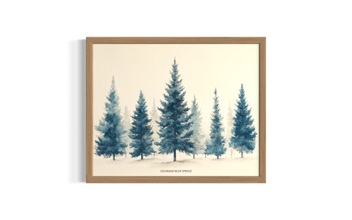 Colorado Blue Spruce wall art poster print