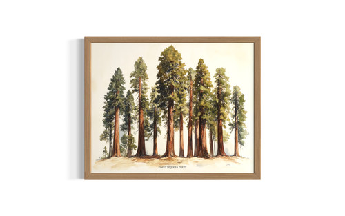 Giant Sequoia wall art poster print