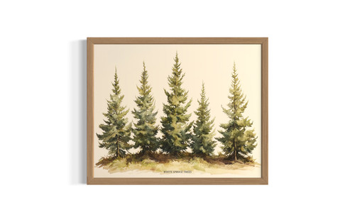White Spruce wall art poster print