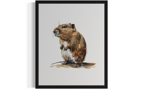 Muskrat Art Print  Poster