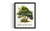 Delaware Tree wall art poster print