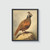 Quail Vintage Bird Art Print Poster