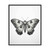 Moth Art Print Poster
